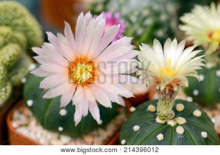 Astrophytum cactus with yellow and pink flowers.