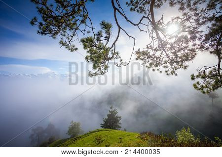 Misty mountain summer landscape with pine tree branch. Early foggy morning in Main Caucasian ridge, Zemo Svaneti, Georgia. Green hills with mountain snowy peaks in the background. Holidays and travel