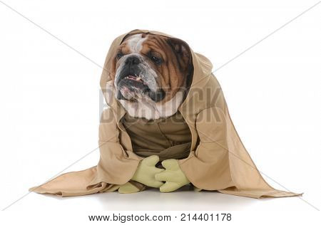 bulldog wearing munk costume on white backgroun