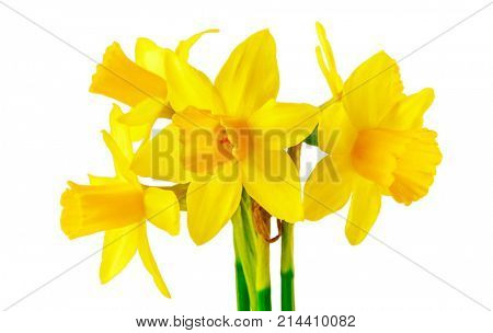 Spring flower narcissus yellow bouquet with green branch and flower-growing gerdening, isolated on white background.