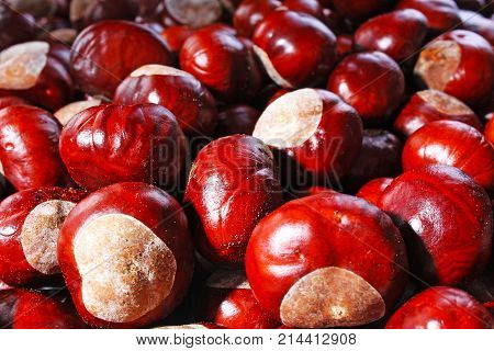 Chestnut background. Chestnuts as texture pattern cover wallpaper. Eatin chestnuts whole brown autumn background-Fall.