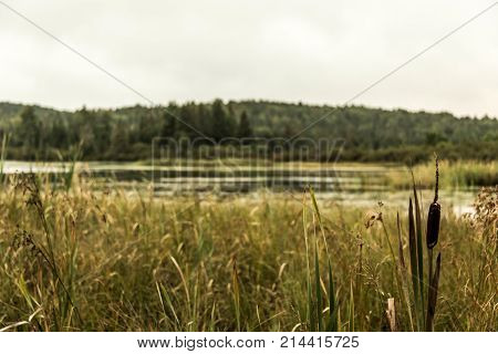 Canada Ontario Lake Of Two Rivers Natural Wild Landscape Near The Water In Algonquin National Park