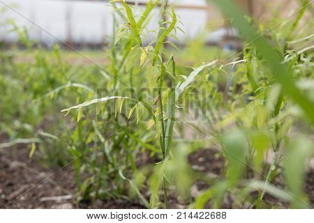 Centipede Growing On Ground In Garden. Tapeworm Plant, Ribbonbush, Homalocladium Platycladum, Muehle