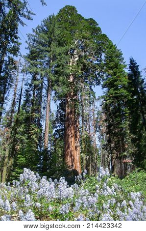 scenery at the Sequoia and Kings Canyon National Park with sequoia trees in California USA