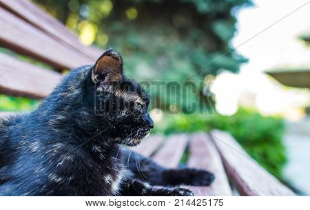 Cat Happy