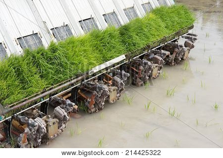 Rice Planting Machine. Transplant Rice Seedling On Paddy Field By Transplanter.