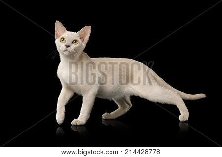 Burmese Cat Isolated On Black Background