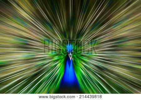 Male peacock bird. Open feathers tail. Pavo Cristatus