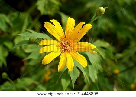 Nitobe Chrysanthemum Flower Or Mexican Sunflower