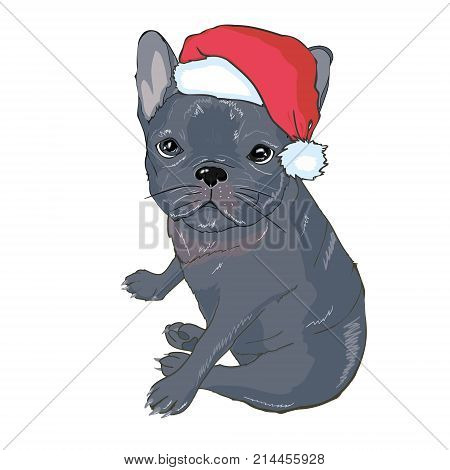 Christmas greeting card. Pug dog with red Santa s hat., bulldog, merry, pet, face, animal, background, breed, canine, cartoon, celebration claus design funny holiday illustration new portrait puppy red
