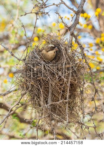 A White-Browed Sparrow-Weaver looks out of its nest in the Kgalagadi Transfrontier Park straddling South Africa and Botswana.