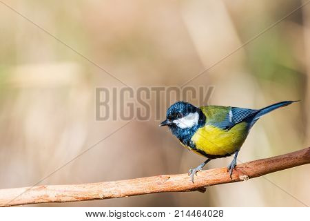 Flying Great Tit or Parus major with copy space for text