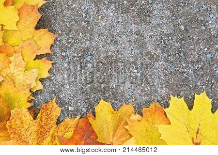 autumn background eason leaf flora pattern plant tree golden