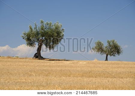 Landscape Near Ascoli Piceno At Summer