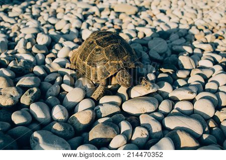 land tortoise on stony beach at sunny day