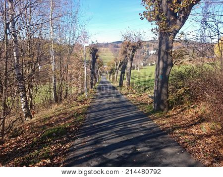 Forest road going through pine forest in landscape