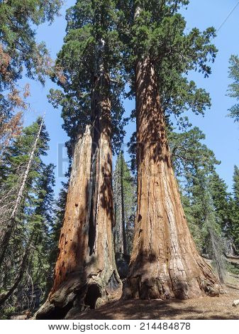 scenery at the Sequoia and Kings Canyon National Park with sequoia trees in California USA