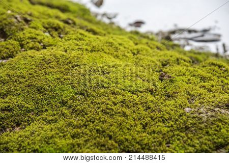 Mosses Are Small Flowerless Plants In A Nature
