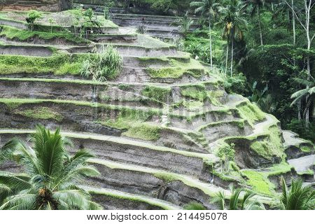 Rice terraces in Tegallalang. The long-stemmed padi Bali (indigenous Bali rice) is grown here on steep terraces Bali Indonesia