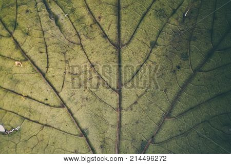 Green leaf texture and background. Macro view of green leaf texture. Organic pattern. Abstract texture and background for designers. Green leaves background. Close up of green leaf texture.