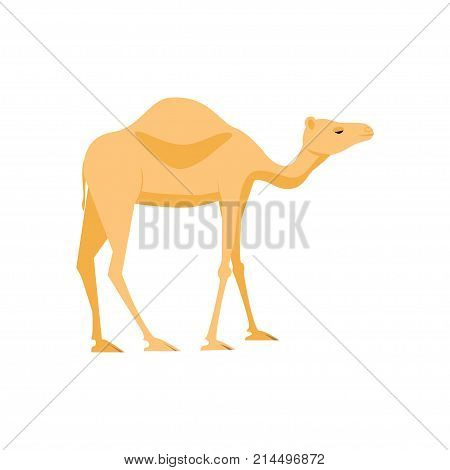 Camel Vector Icon