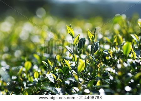 fragrant fresh green juicy leaves of tea growing on the mountain Sunny