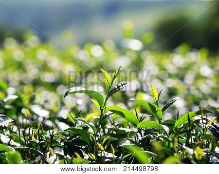 fresh green juicy leaves of tea growing on the mountain Sunny