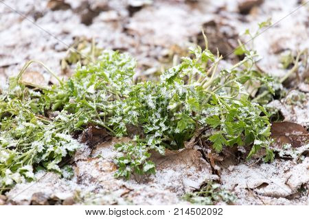 snow pours on the green grass . In the park in nature