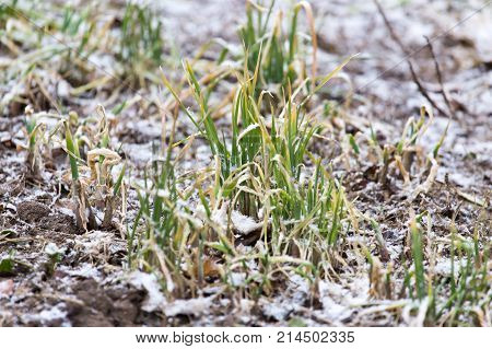 snow pours on the green grass . In the park in nature