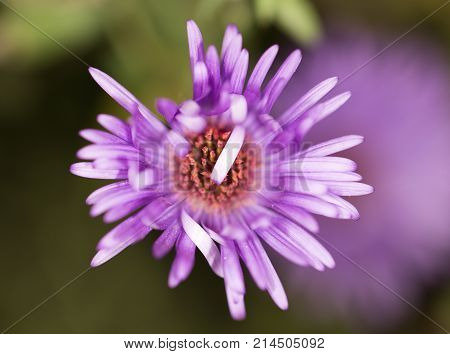 beautiful purple flower in nature . In the park in nature