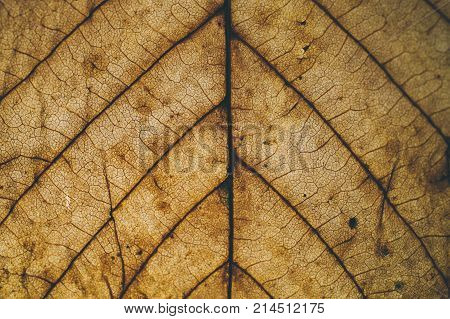 Brown leaf texture and background. Macro view of dry leaf texture. Organic and natural pattern. Abstract texture and background for designers. Dry leaves background. Close up of brown leaf texture.