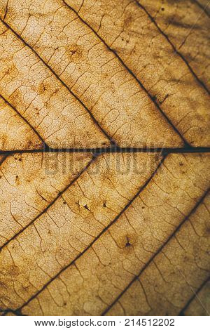 Brown leaf texture and background. Macro view of dry leaf texture. Organic and natural pattern. Abstract texture and background for designers. Dry leaves background. Close up of brown leaf texture.