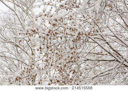 Winter Forest Nature Trees Maple Branch Snow Day Cold Maple Seeds