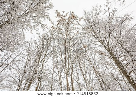 Nature Winter Forest Grove Trees in the snow Cold Maple Branch Maple Seeds