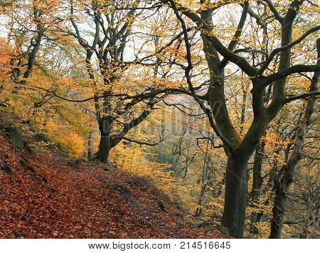 late autumn beech forest with golden leaf colours and fallen leaves along the hillside path in west yorkshire england