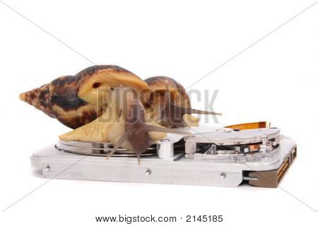 Escargots et données