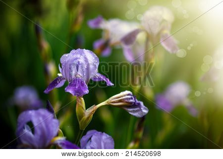 Beautiful violet with white flowers irises on a sunny day