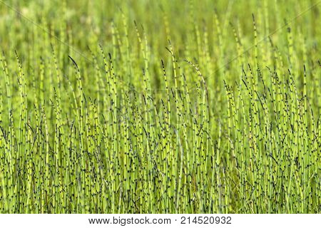 Horsetail Plants Side By Side On A Meadow