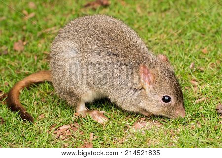 Small rodent sniffing around a grassy field