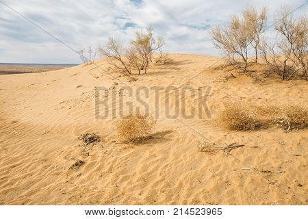 Sand dunes in the Kyzylkum Desert Uzbekistan
