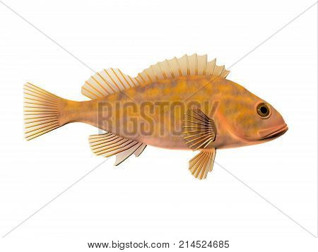 Canary Rockfish 3d illustration - Canary Rockfish spend most of the time among rocky crevices and boulders in the Pacific ocean and eat krill and small fishes.