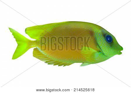 Lemonpeel Angelfish 3d illustration - The Lemonpeel Angelfish is a saltwater species reef fish in tropical regions of Indo-Pacific oceans.