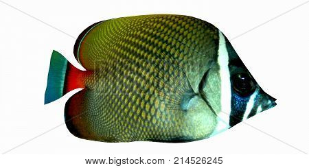 Redtail Butterflyfish 3d illustration - The Redtail Butterflyfish is a saltwater species reef fish in tropical regions of Indo-Pacific oceans.