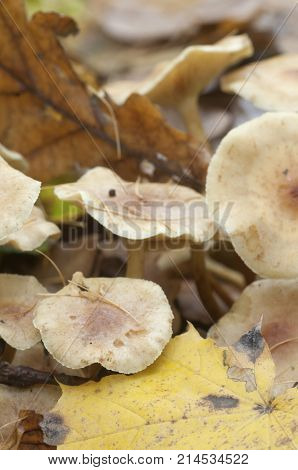 Pholiota lubrica mushrooms jn a soil with autumn leaves