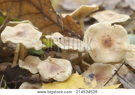 Pholiota lubrica mushrooms jn a soil with autumn leaves