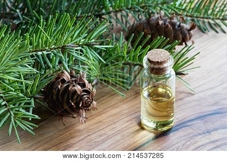 A Bottle Of Douglas Fir Essential Oil With Douglas Fir Branches