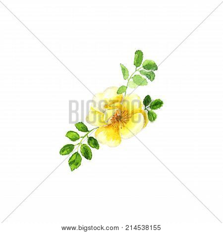 Botanical watercolor illustration sketch of yellow dogrose with on white background. Could be used as decoration for web design cosmetics design package textile