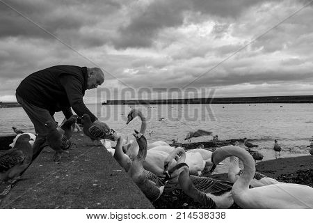Bray, Ireland - 20 November 2017: Nice older man feeding  birds on the Bray beach