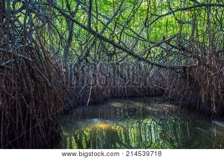 Mysterious Mangrove Forest, Madu Ganga, Sri Lanka