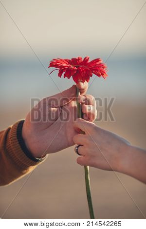 Crop Shot Of Someone Hands Holding Red Gerber Flower